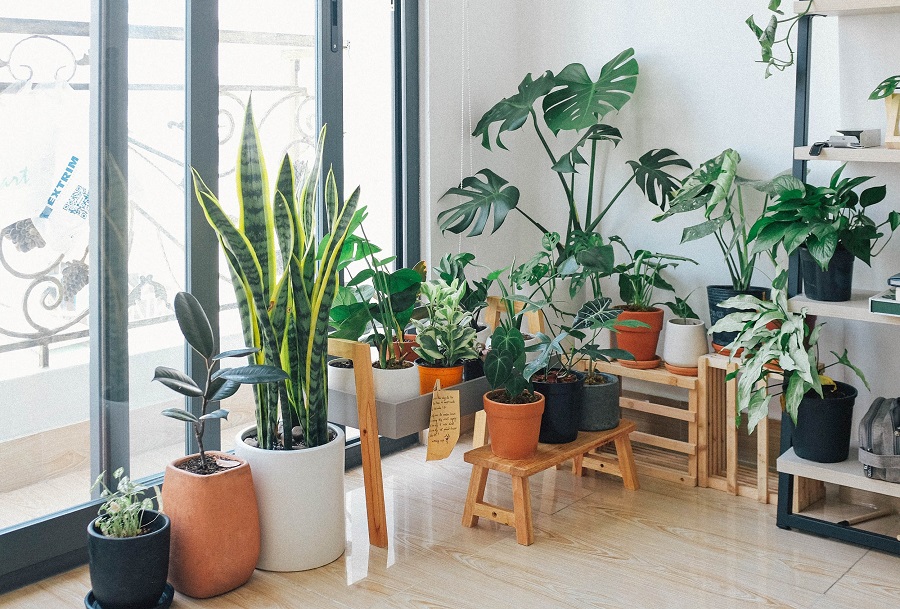 house plants to make your home smell good